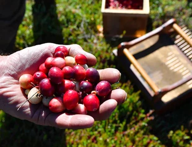 FPO cranberries